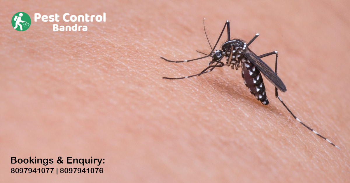 Mosquito Control in Bandra